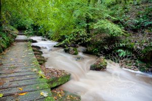 Woodland Trail